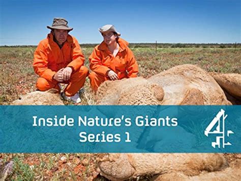 Inside Natures Giants The Giraffe Tv Episode 2009 Imdb