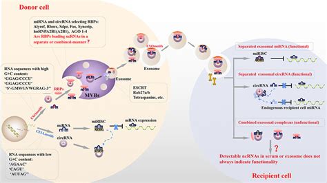 Possible Sorting Mechanisms And Functional Pathways For Exosomal