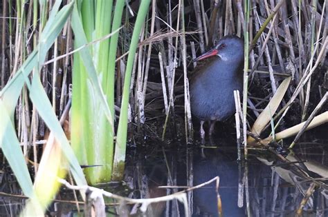 THE NORFOLK/SUFFOLK WILDLIFE EXPEDITIONS WITH IOLO WILLIAMS