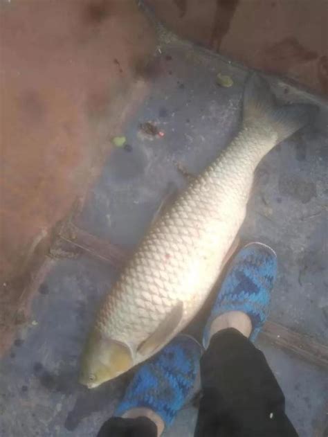 德陽繼光水庫：空軍基地依舊，小雜魚太多 每日頭條