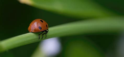 Ladybug Insect Blade Of Grass Free Photo On Pixabay Pixabay