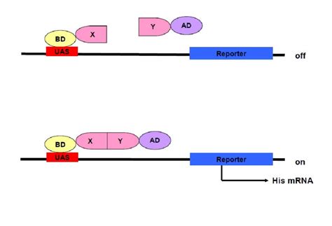 The Yeast Two Hybrid System The Gal Dna Binding Domain Db