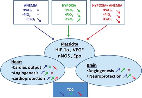 Adaptations to Chronic Hypoxia Combined with Erythropoietin Deficiency in Cerebral and Cardiac ...