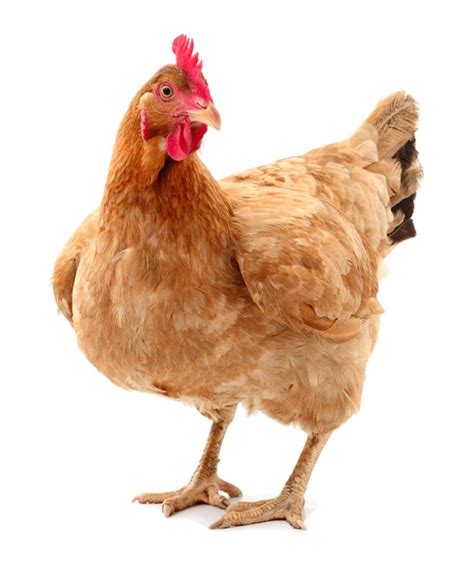 1,622,842 Chicken White Background Royalty-Free Images, Stock Photos