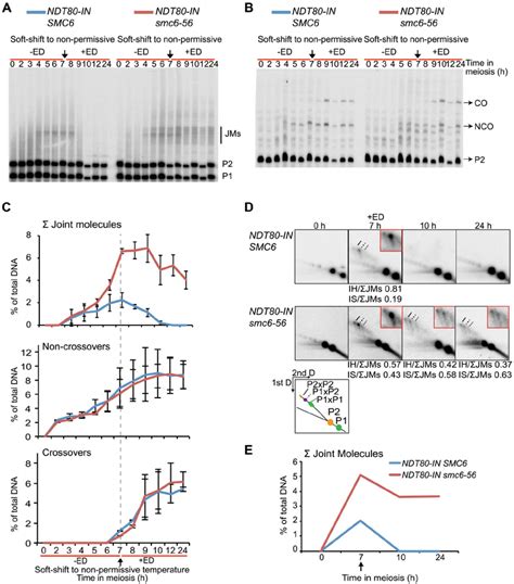 The Smc6 56 Mutant Accumulates Unresolved Joint Molecules But Forms