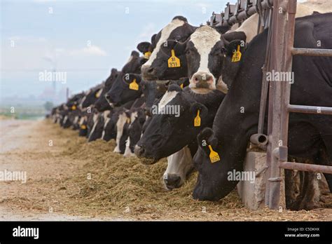 Dairy Farm Hi Res Stock Photography And Images Alamy