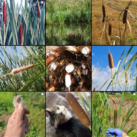 plant family  genera  typhaceae cattail family