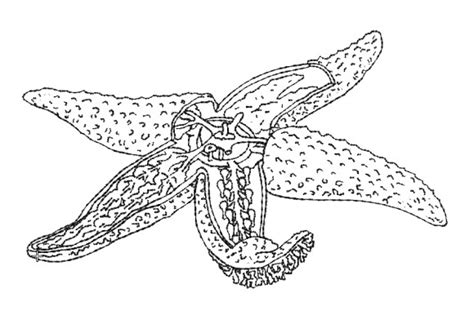 Anatomy Of Starfish · Creative Fabrica