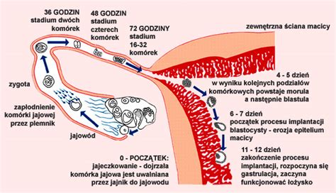 Wczesny rozwój zarodkowy człowieka