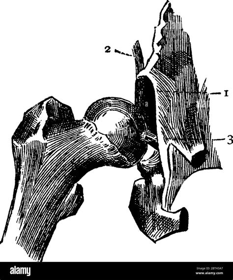 Ligament Rond Banque De Photographies Et Dimages à Haute Résolution