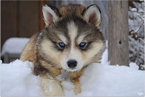 siberian husky facts siberian husky traits canine owners