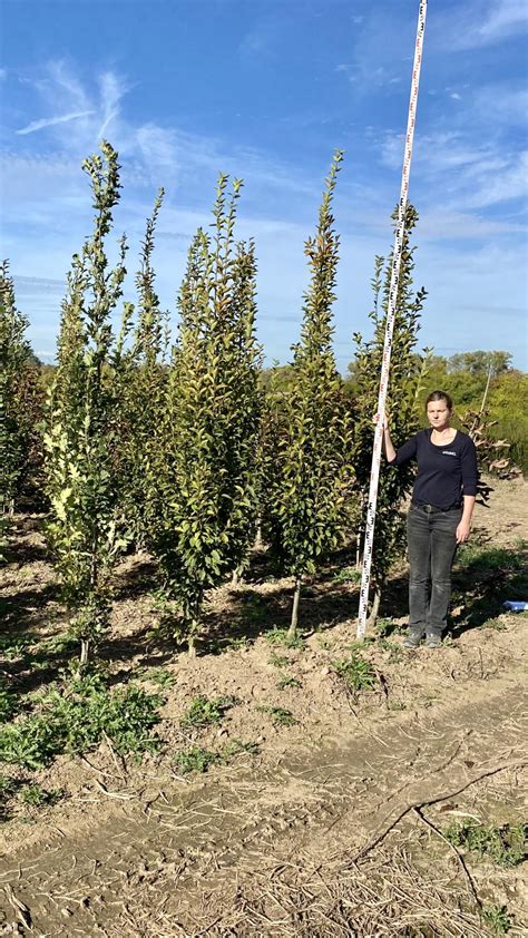 Carpinus betulus Lucas Habr Starkl zahradník spol s r o STROMY