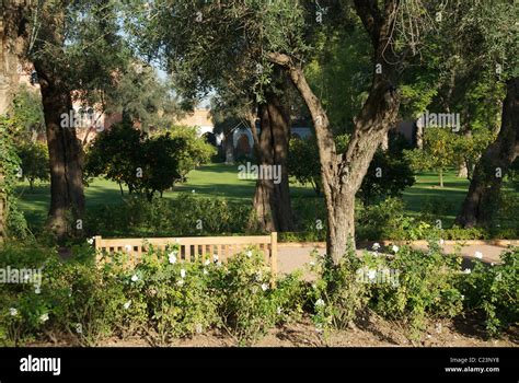 Gardens at La Mamounia Hotel, Marrakech Stock Photo - Alamy