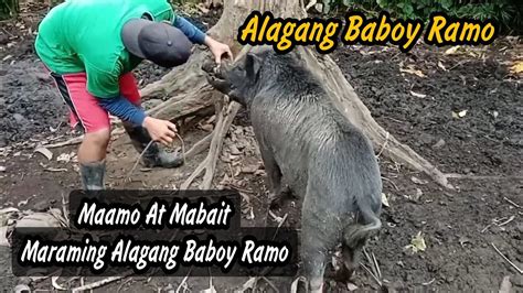 Ang Daming Alagang Baboy Ramo Maamo At Mabait Wild Pig Backyard