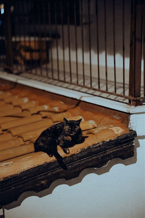 Lies They Told Me. a poem by savage writer | by Savage Writer | Medium