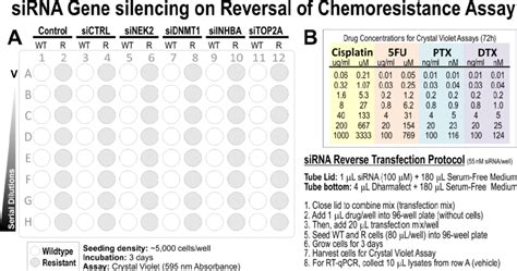 Figure S3. siRNA gene silencing on reversal of chemoresistance assay ... 