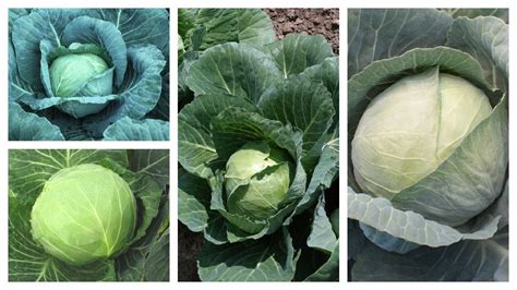 cabbage varieties perfect  todays growers growing produce