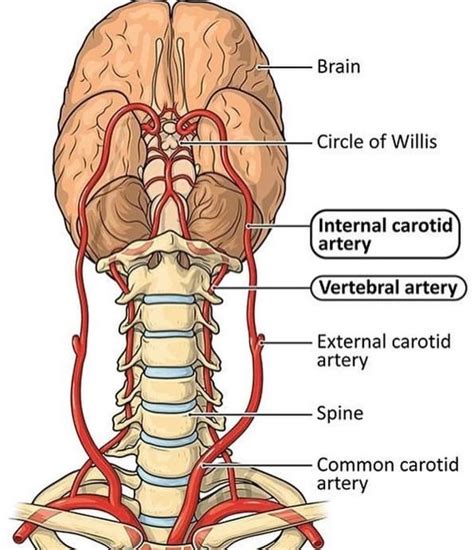 The circle of Willis is a ring of blood vessels at the base of the