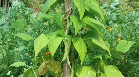 beanstalk  stock photo public domain pictures