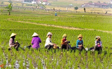 Nilai Tukar Petani Riau Naik 2 77 Persen Pada April 2024