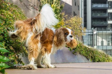 Calcoli Renali Nel Cane Sintomi E Cura