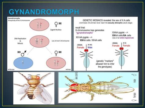 Dosage Compensation Sex Determination In Drosophila Pptx