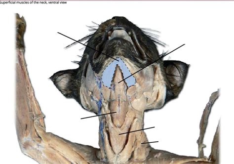 Anatomy Lab Quiz Diagram Quizlet