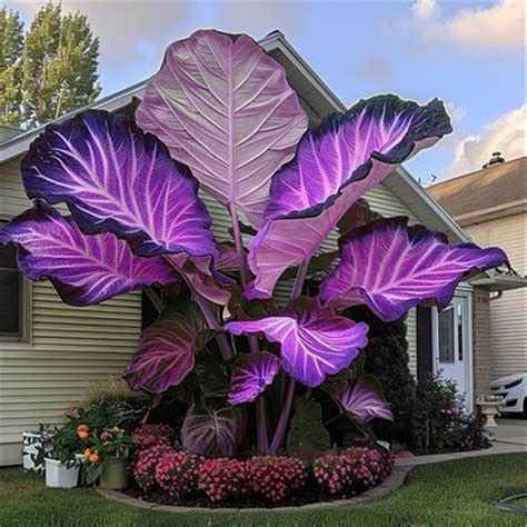 Elephant Ear Bulbs,Tropical Style Decoration, Spring Planting,Giant