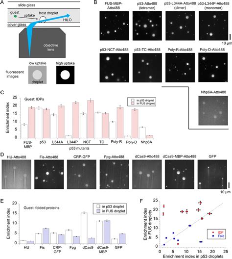 Recruitment property of guest proteins in liquid FUS droplets and... | Download Scientific Diagram