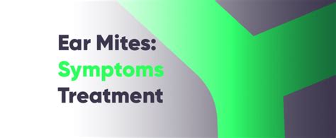 Ear Mites in Humans: Symptoms, Treatment, and Prevention Strategies | Mewing.coach