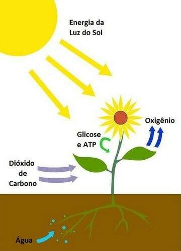 O Que A Planta Produz No Processo Da Fotossíntese - Fotossíntese - Biologia Enem | Educa Mais Brasil