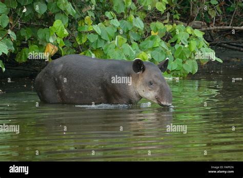 Sirena tapir costa rica hi-res stock photography and images - Alamy