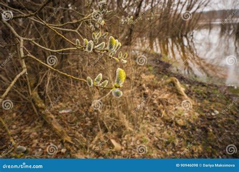 A Branch Of Pussy Willow Tree With Fresh Fuzzy Buds In Springtime Stock Photo CartoonDealer