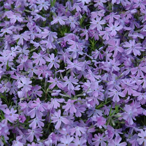 Phlox | Platt Hill Nursery