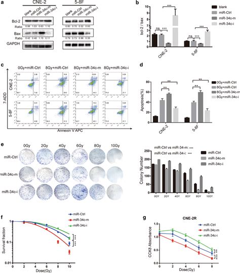 Overexpression Of Mir C Promotes Apoptosis And Limits The