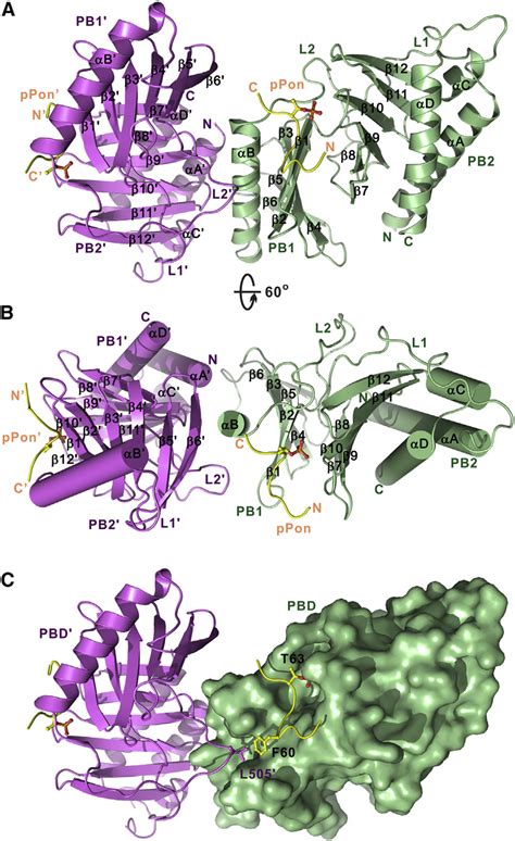 The Overall Structure Of The Plk1 Pbdppon Complex A Ribbon Diagram