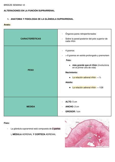 Alteracion De La Funcion Suprarrenal Triana Alonso Leigh UDocz