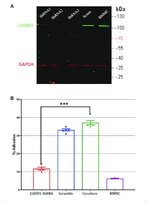 Knockdown Of Cadm In Mast Cells Inhibits Their Adhesion To Sensory