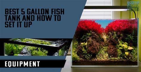 Best 5 Gallon Fish Tank And How To Set It Up 2024 Guide Setup Fish Tank