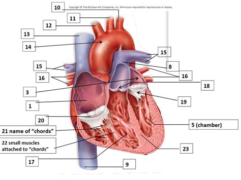 Anatomy Interior Heart Diagram Quizlet