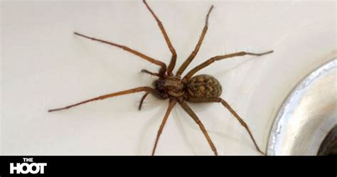 Thousands Of Giant Sex Crazed Spiders To Invade UK Homes