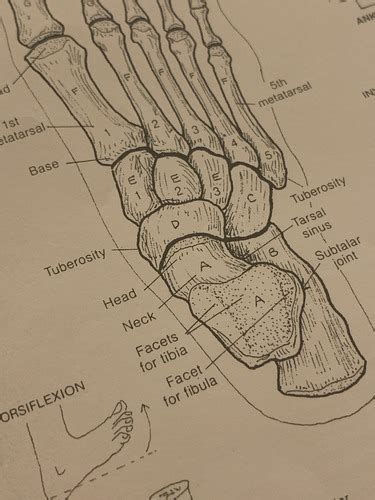 Ankle And Foot Bones Flashcards Quizlet