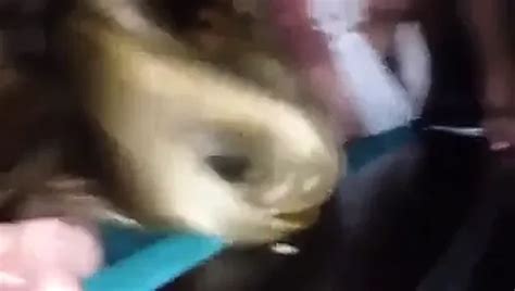 Free Amateur Interracial Threesome Porn Videos XHamster