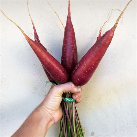 Carrot, Cosmic Purple | Siskiyou Seeds