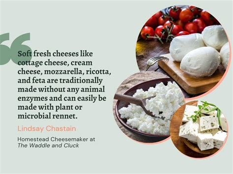 cheese vegetarian slicing   truth