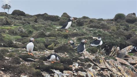 Macareux Moine Fratercula Arctica Atlantic Puffin Flickr