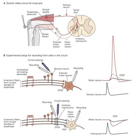 Synapses And Neurotransmitter Receptors Physiology