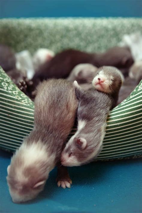 Everything You Need To Know About Baby Ferrets