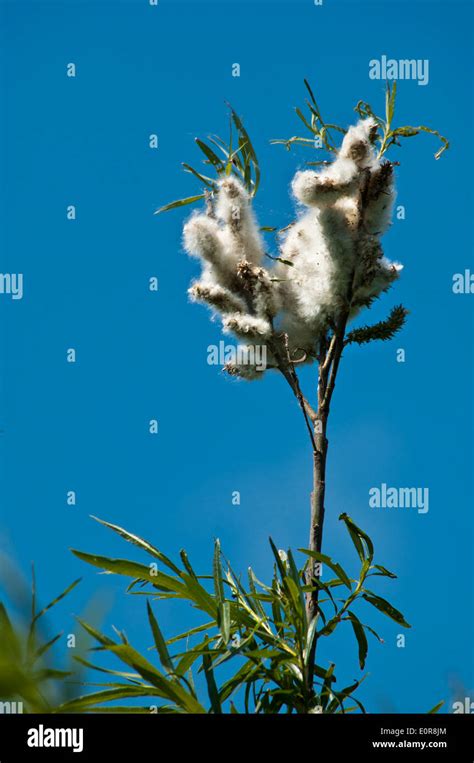 Pussy Willow Cotton Pussy Willow Salix Discolor Stock Photo Alamy