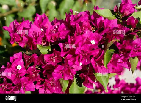 Blooming Bougainvillea Flowers Background Bright Pink Magenta
